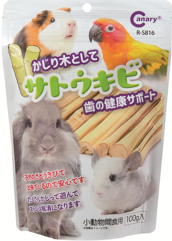 Canary古田咬一口嚼甘蔗100g