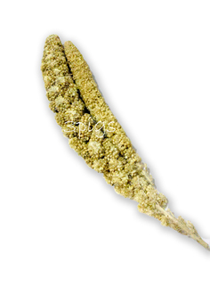 粟米穗